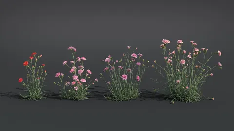Carnation Flower - Blender 3d models