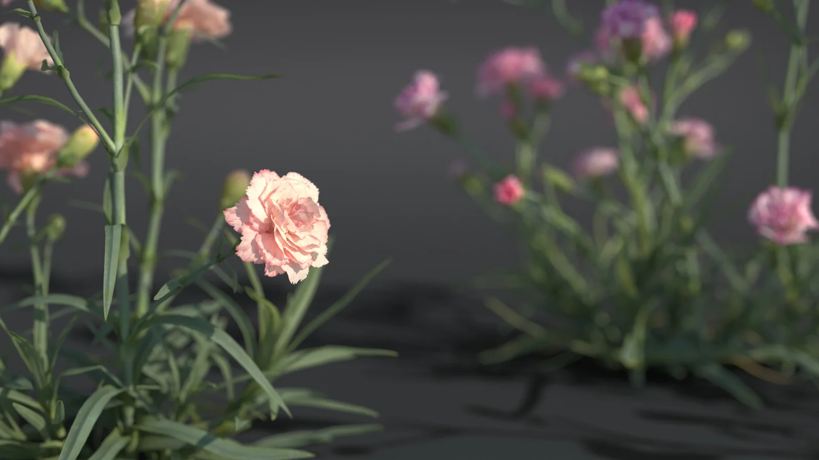 Carnation Flower screenshot 2