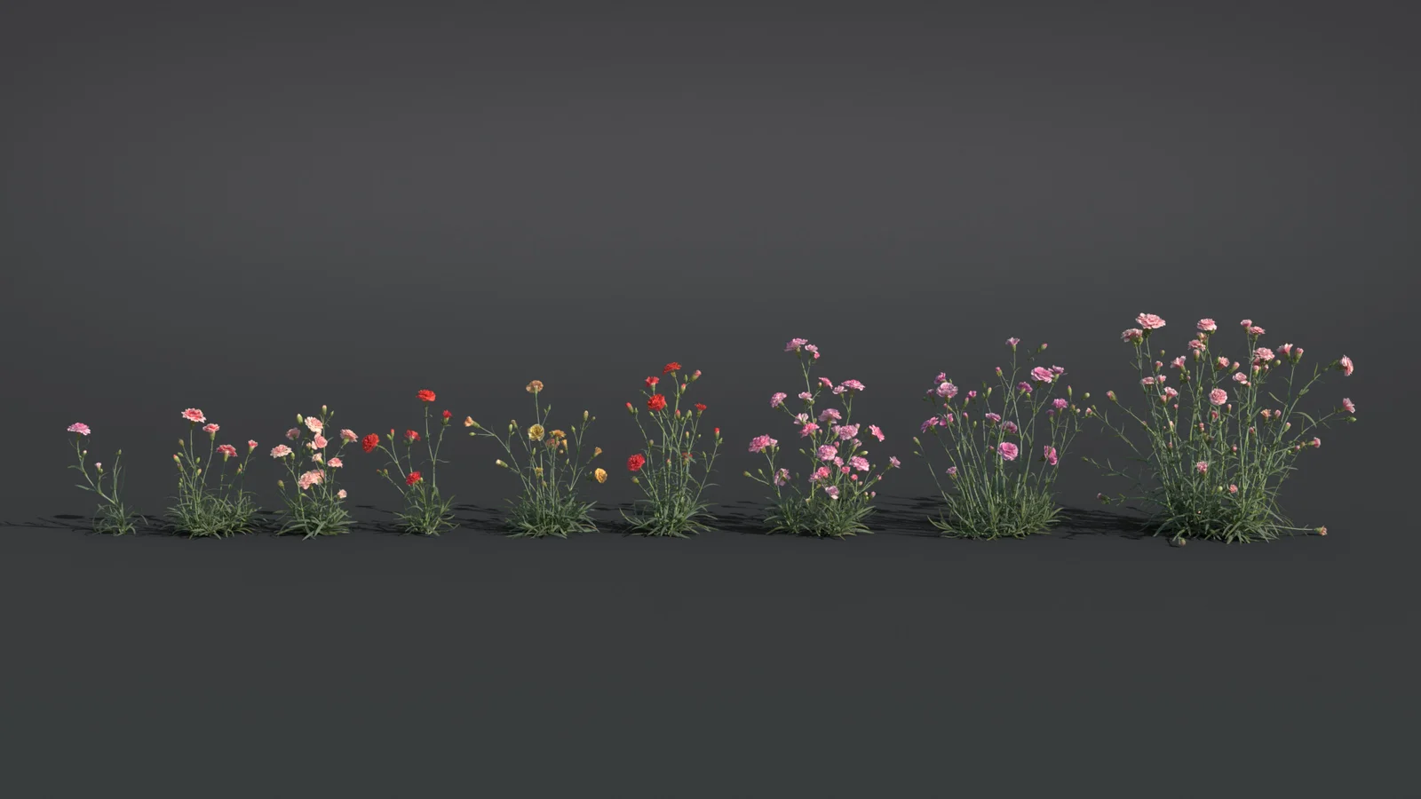 Carnation Flower screenshot 3