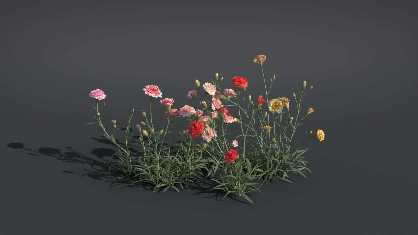 Carnation Flower screenshot 4