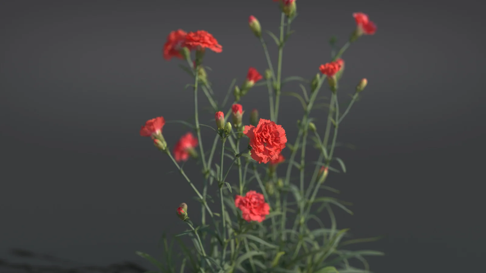 Carnation Flower screenshot 5