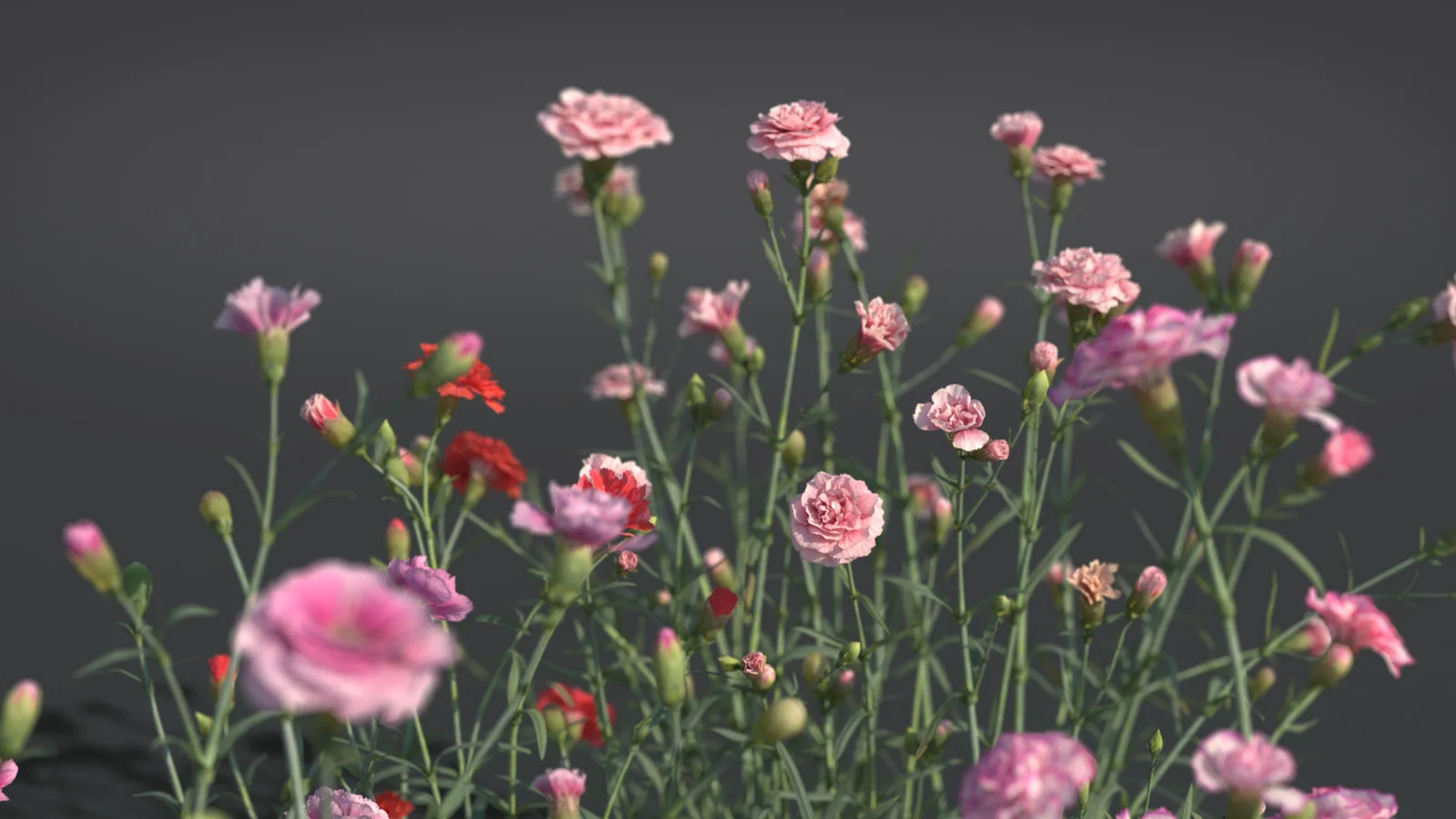 Carnation Flower screenshot 6