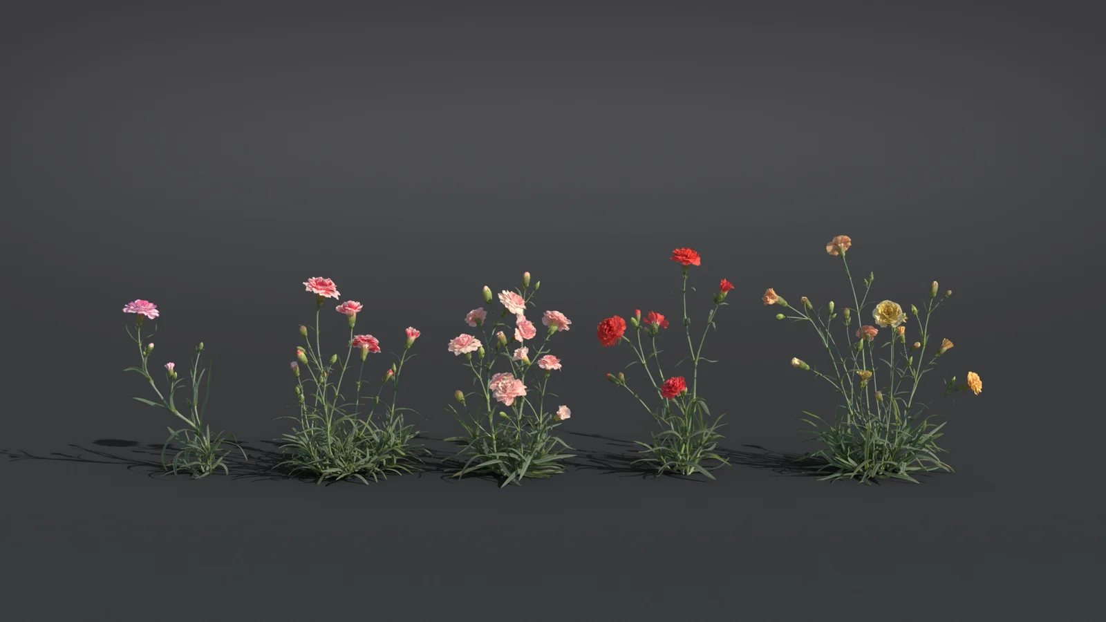 Carnation Flower screenshot 7