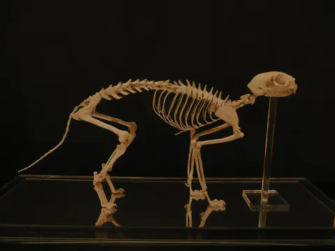 Cat Skeleton - Blender 3d models