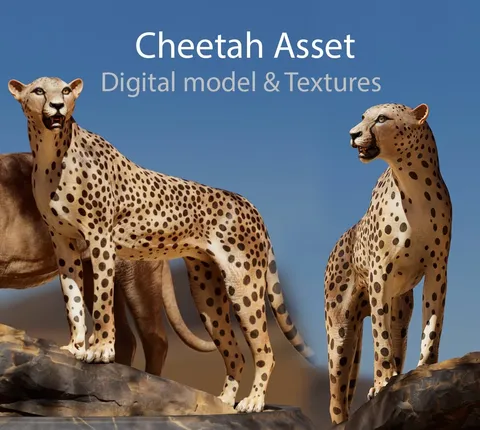Cheetah 3D Asset - Blender 3d models