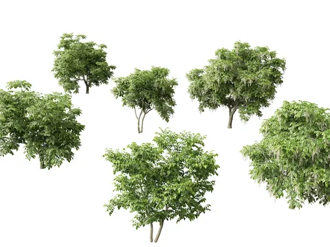 American Yellowwood Tree - Blender 3d models
