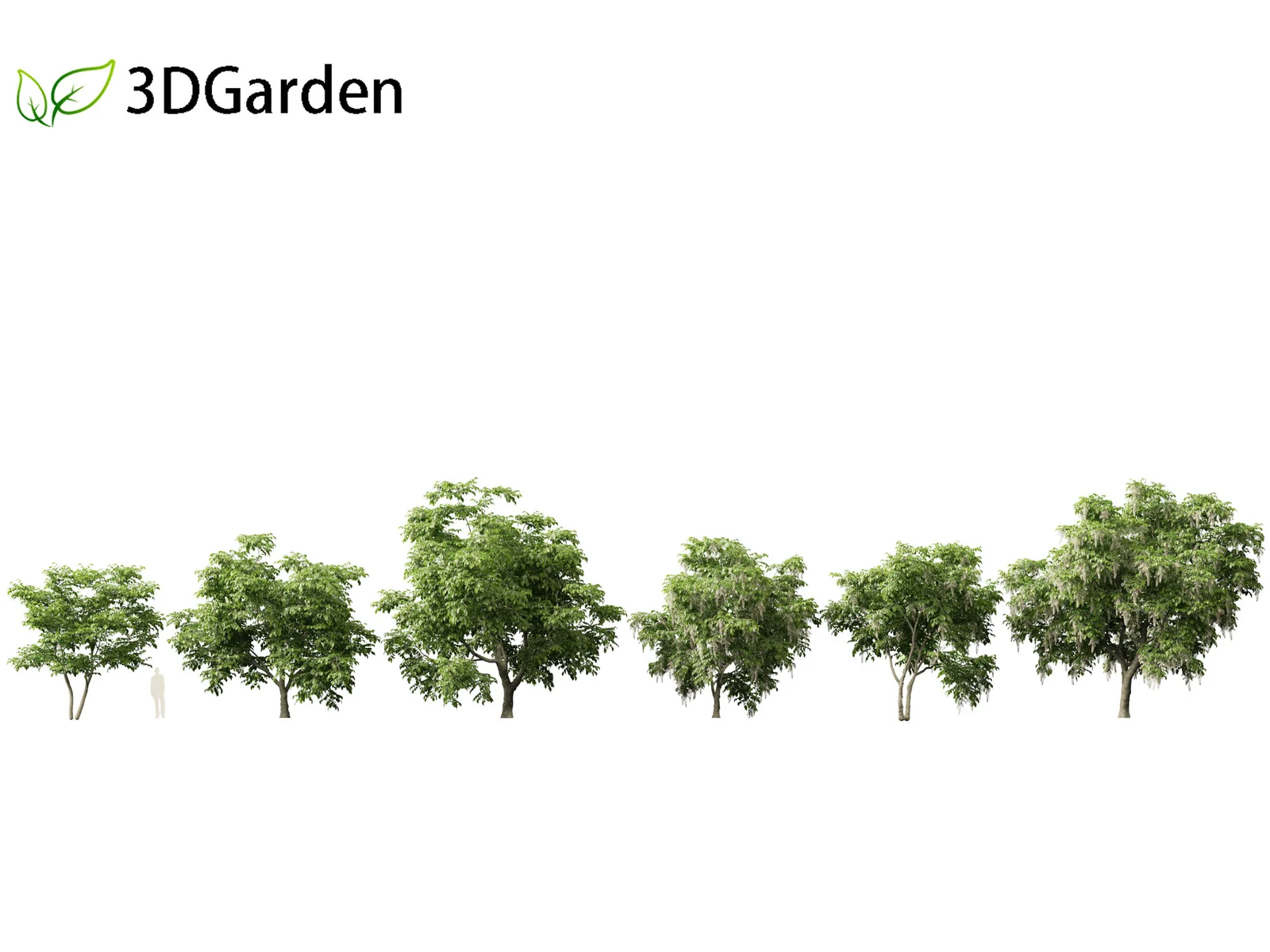 American Yellowwood Tree screenshot 2