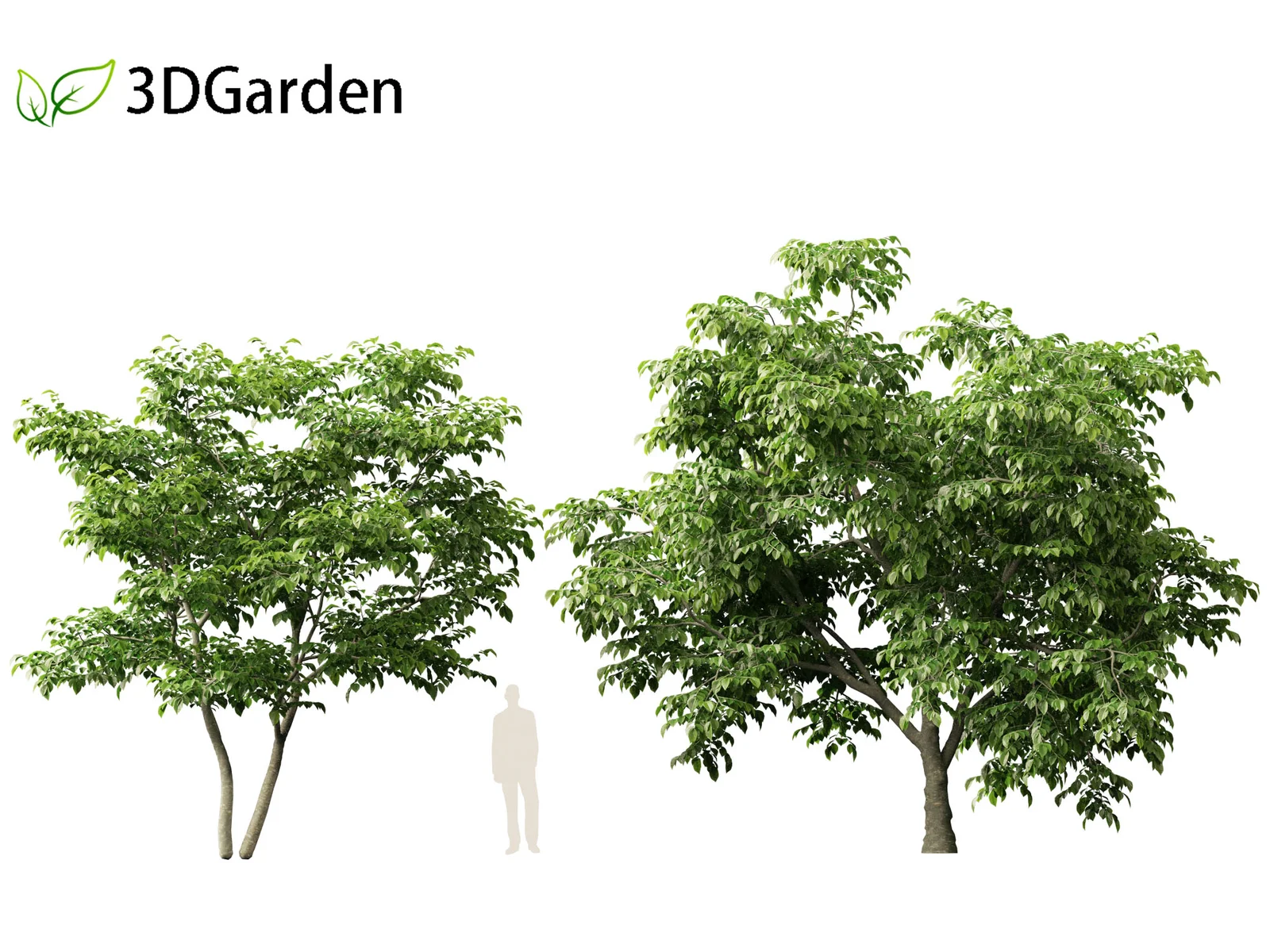 American Yellowwood Tree screenshot 3