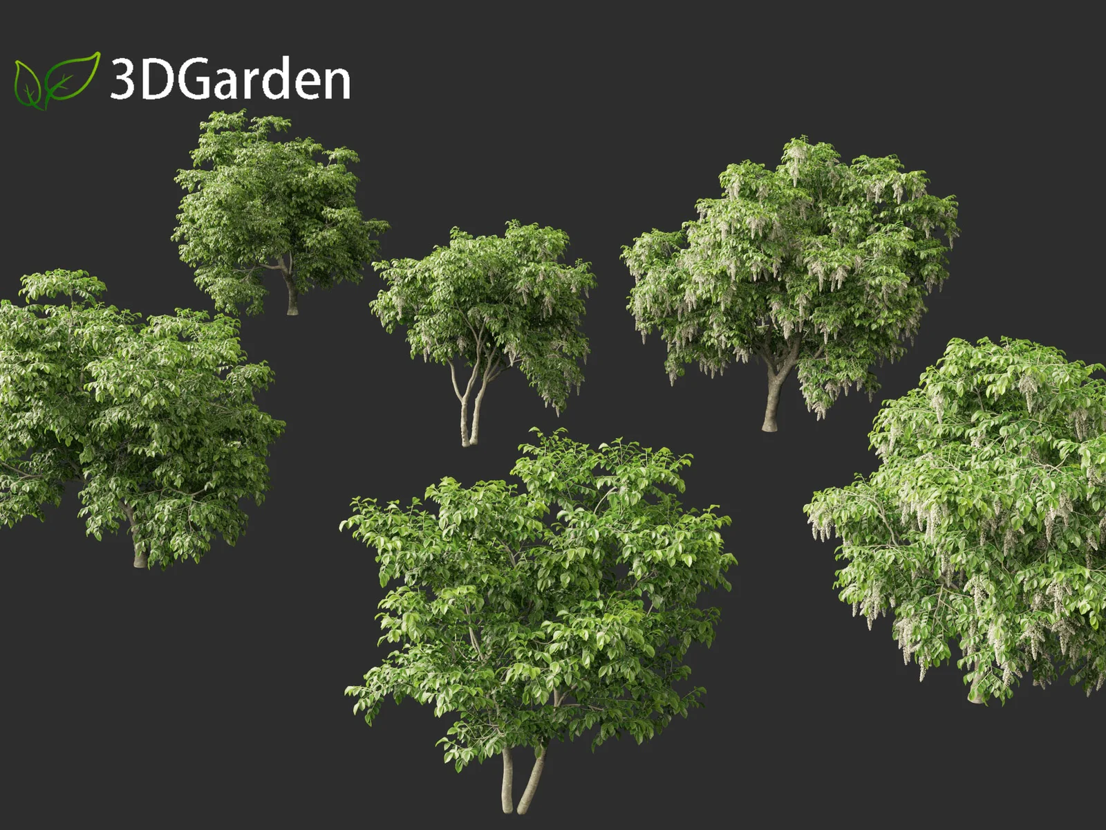 American Yellowwood Tree screenshot 4