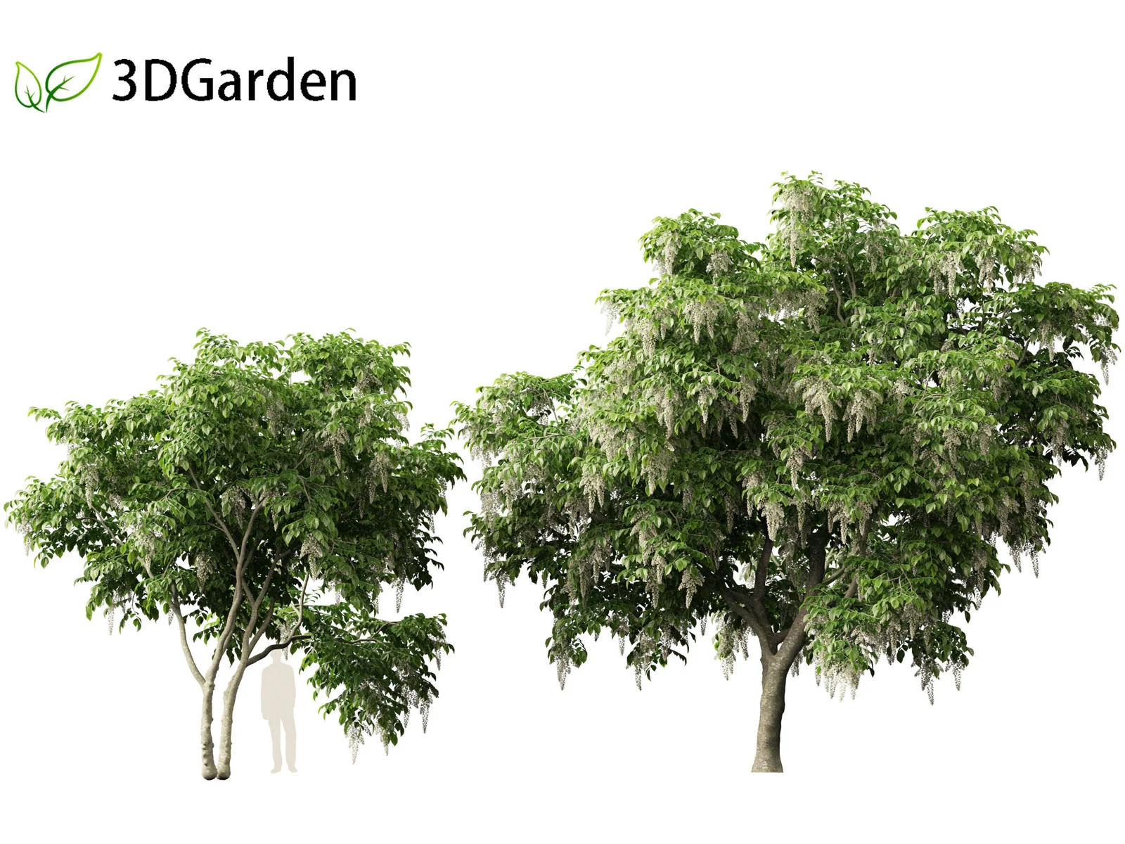 American Yellowwood Tree screenshot 5