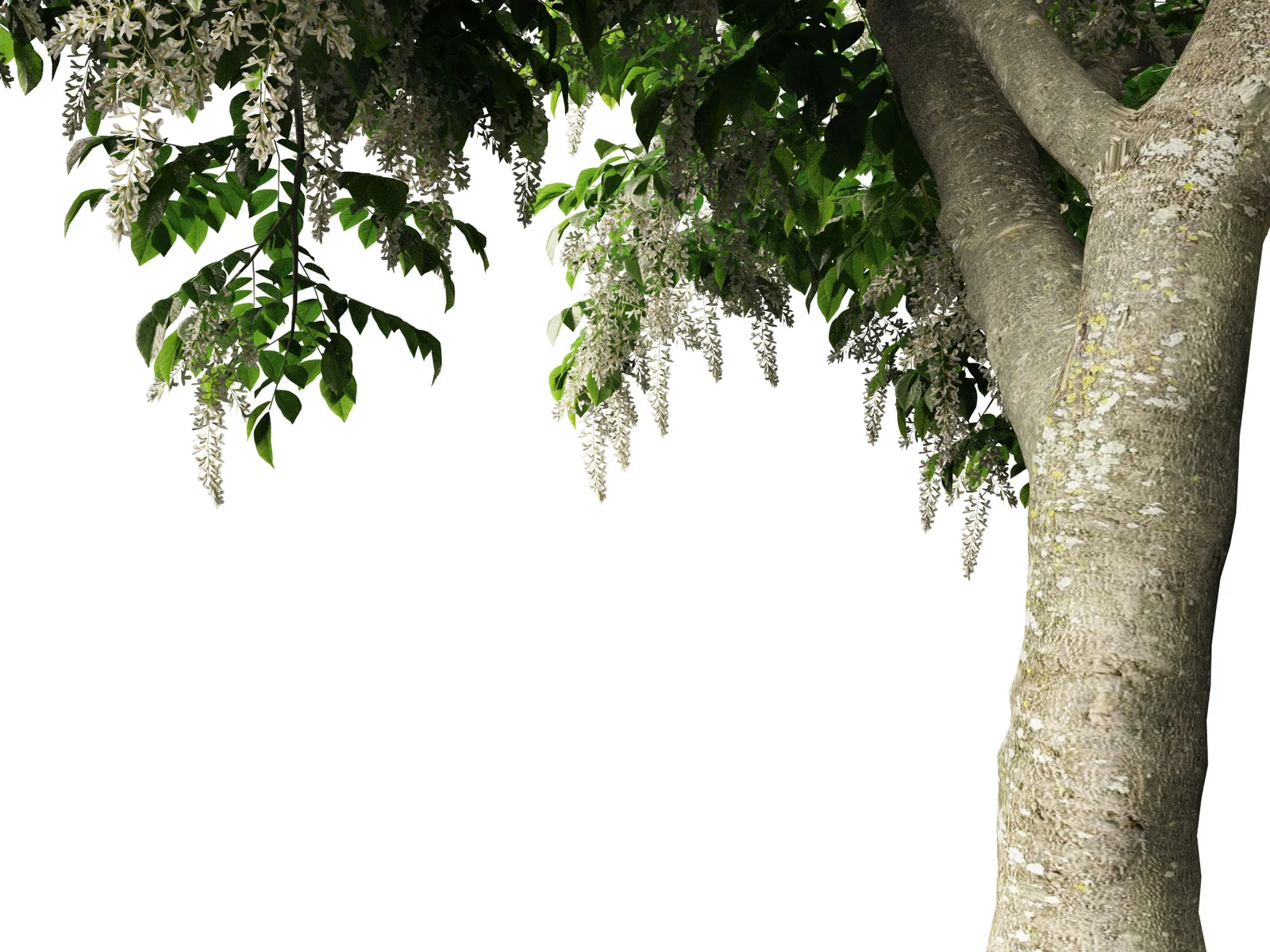 American Yellowwood Tree screenshot 6