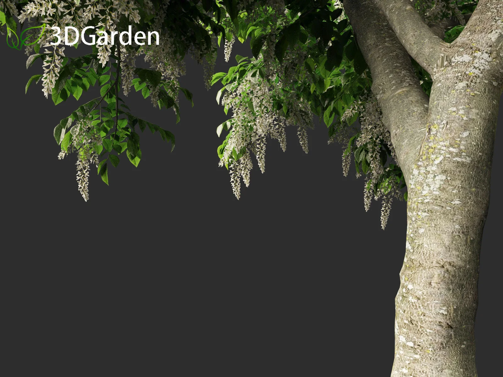 American Yellowwood Tree screenshot 7