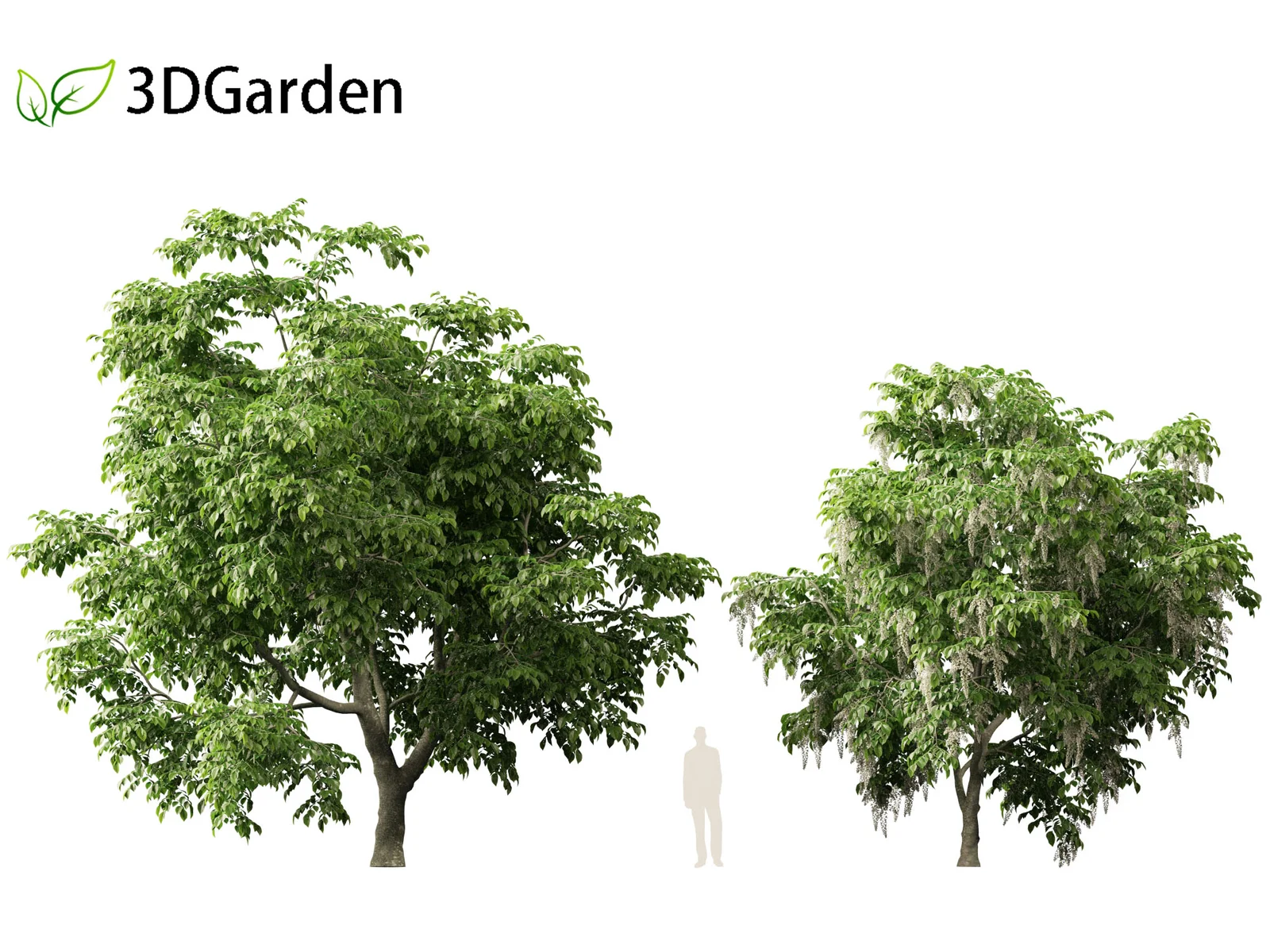 American Yellowwood Tree screenshot 8