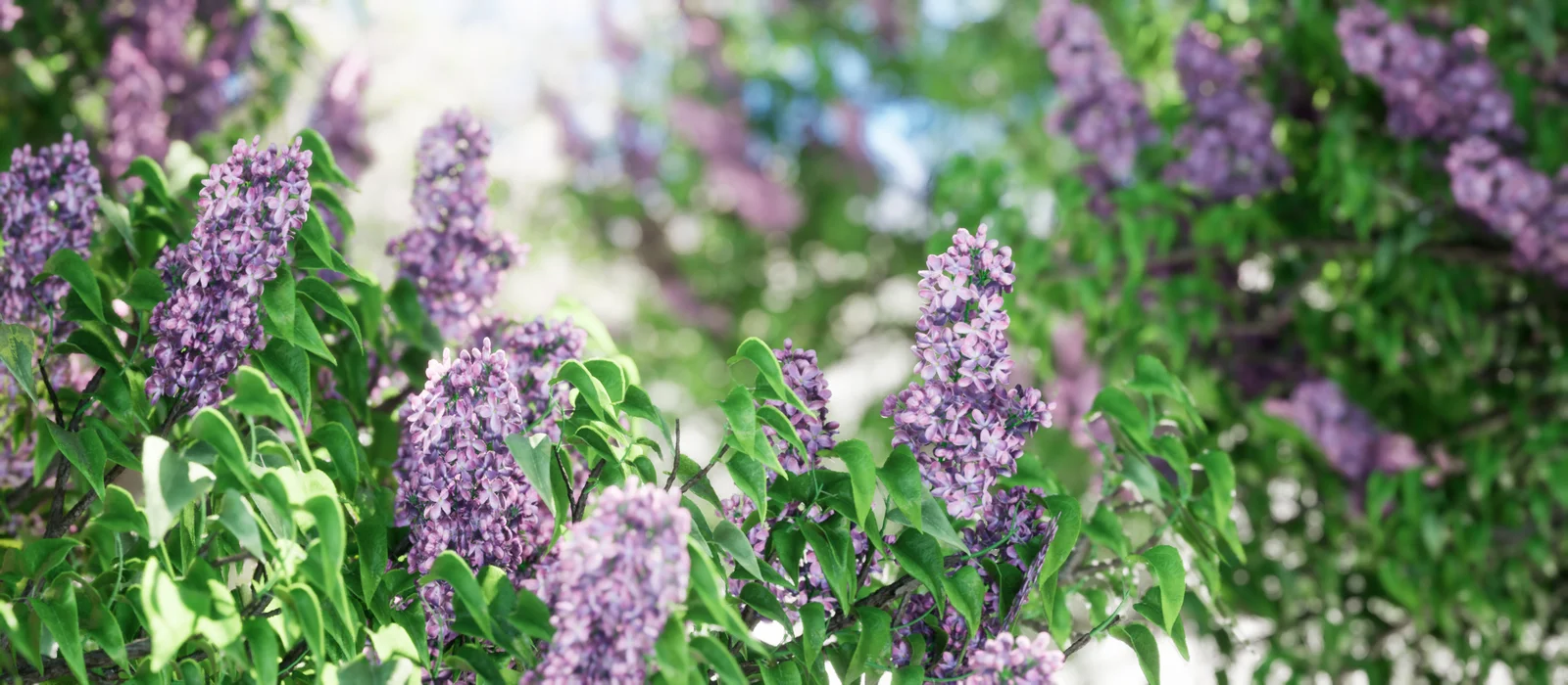 Common Lilac Tree screenshot 3