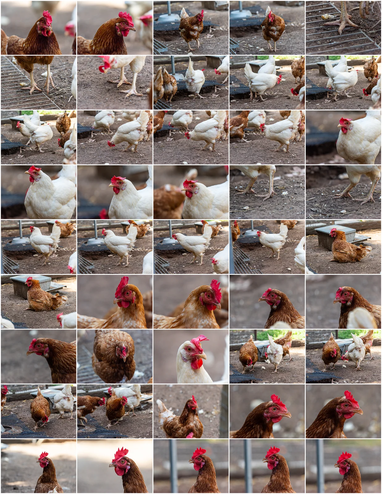 Creature Design Reference: Chickens screenshot 2