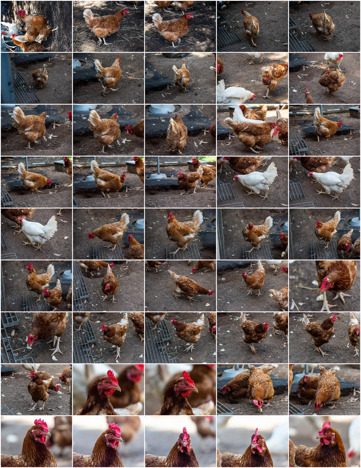 Creature Design Reference: Chickens screenshot 3