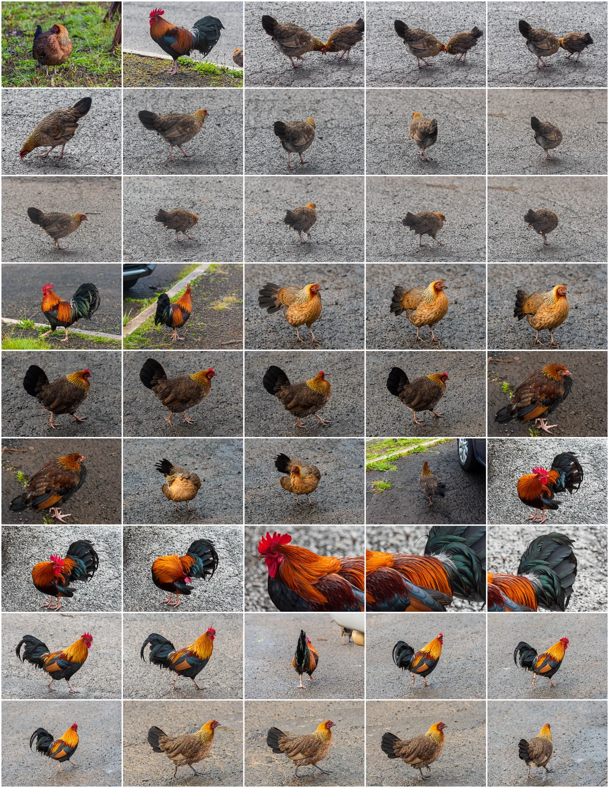 Creature Design Reference: Chickens screenshot 4