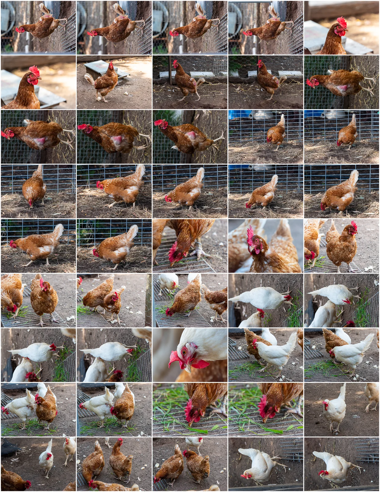 Creature Design Reference: Chickens screenshot 5