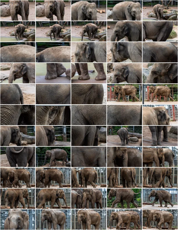 Elephant Reference Textures screenshot 2