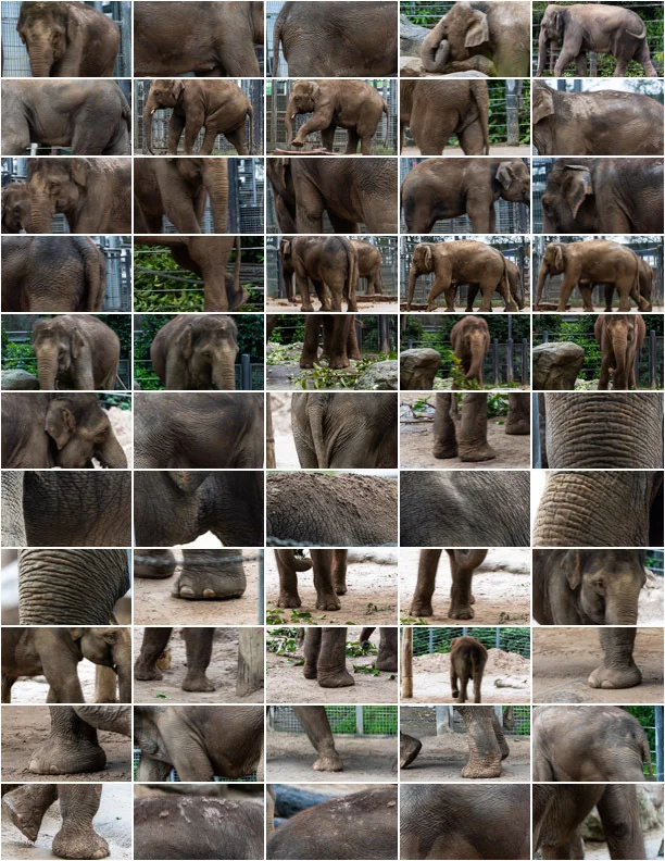Elephant Reference Textures screenshot 3