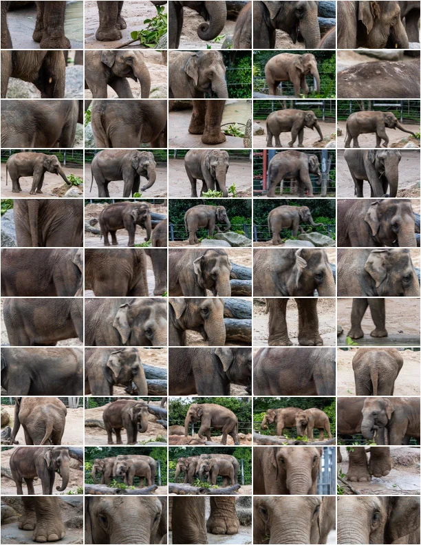 Elephant Reference Textures screenshot 4
