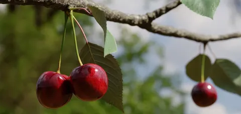 CW Cherry - Blender shaders