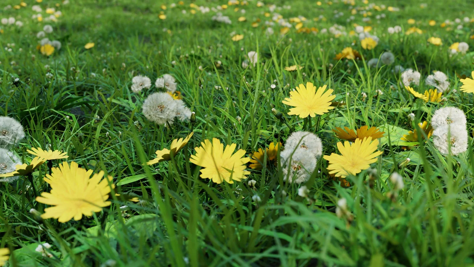 Dandelion Model Pack screenshot 4