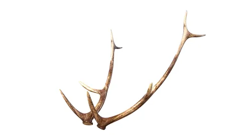 Deer Antlers - Blender 3d models