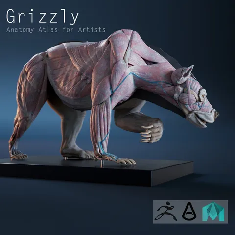 Digital Grizzly Anatomy Model - Blender 3d models