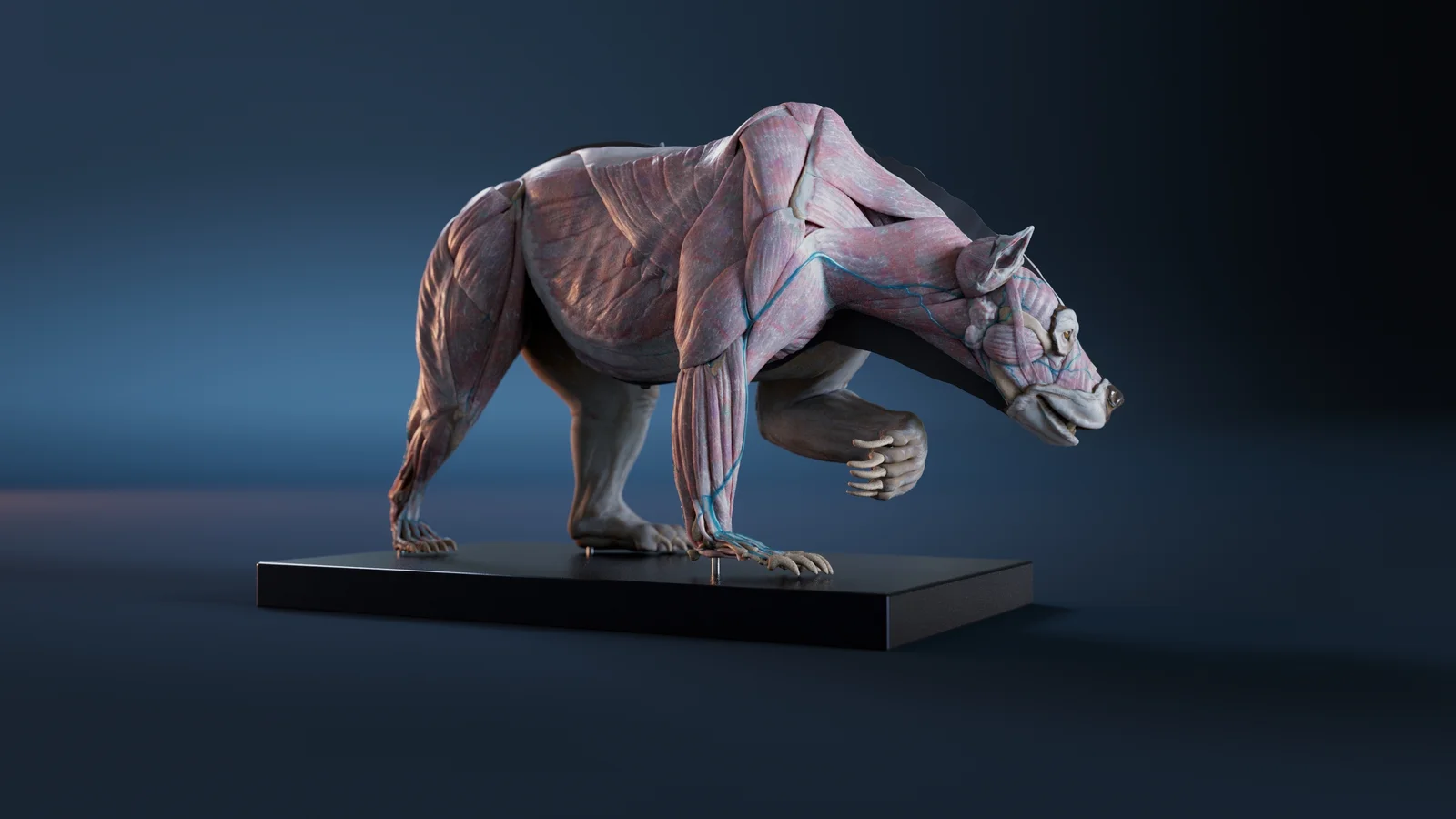 Digital Grizzly Anatomy Model screenshot 3