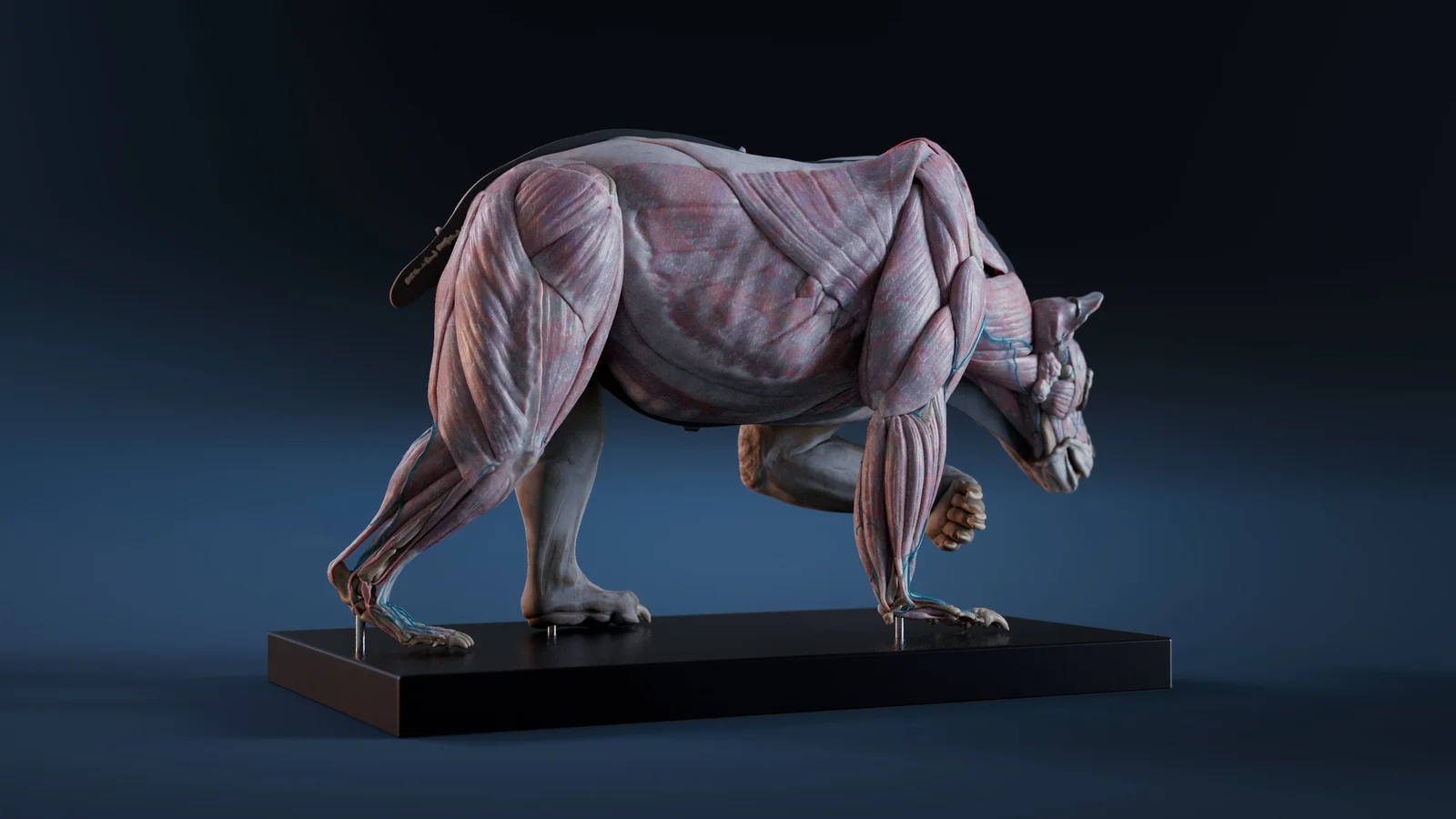 Digital Grizzly Anatomy Model screenshot 4