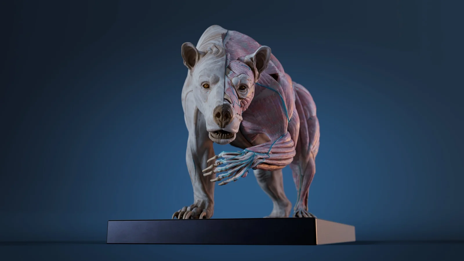 Digital Grizzly Anatomy Model screenshot 5