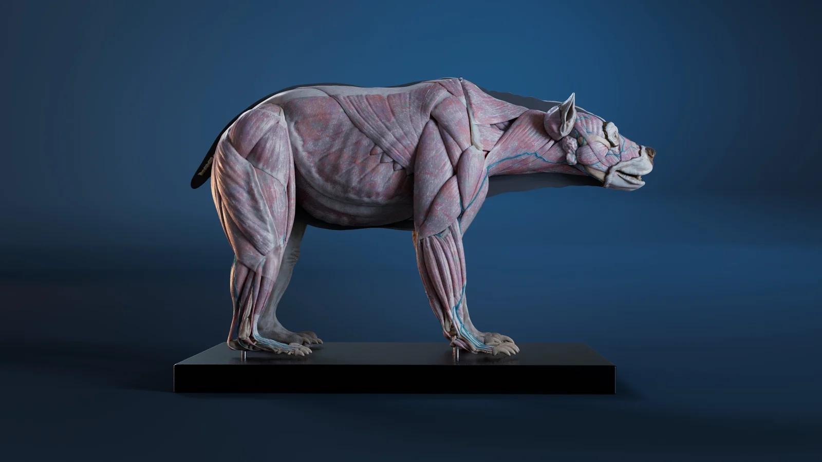 Digital Grizzly Anatomy Model screenshot 8