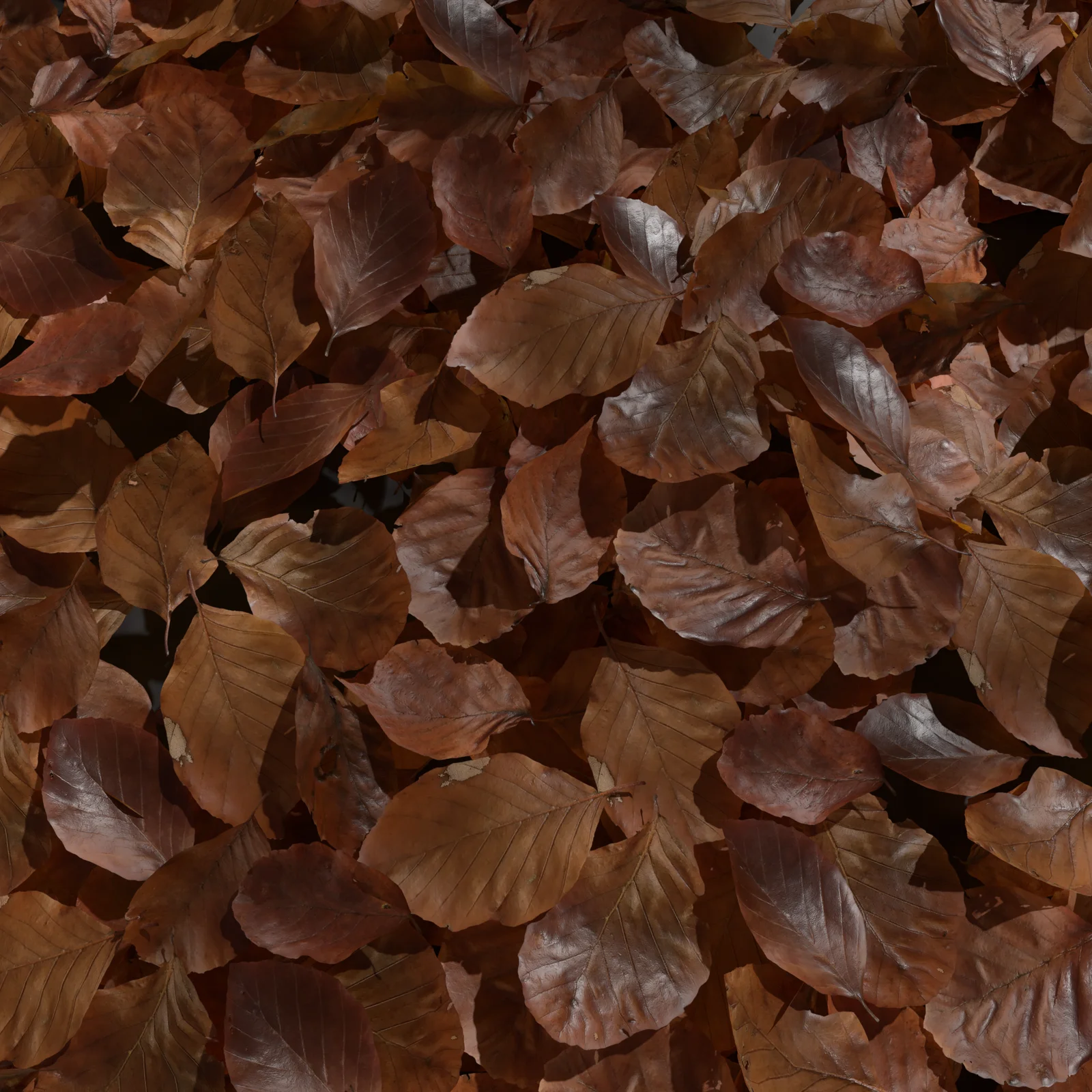 Dry Beech Leaves Pack screenshot 4