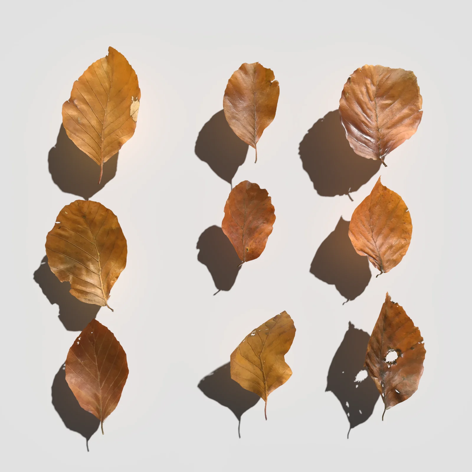 Dry Beech Leaves Pack screenshot 5