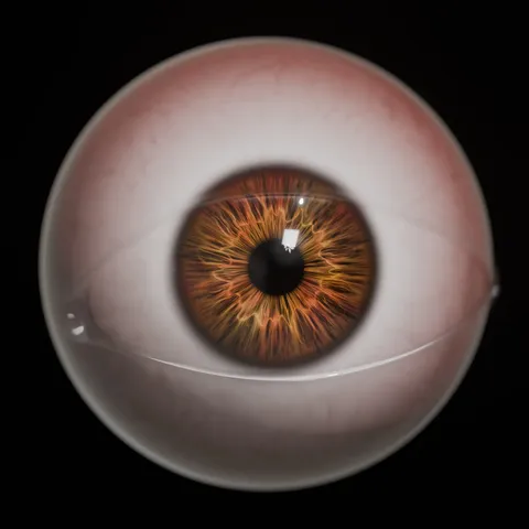 Eye and GN Meniscus - Blender 3d models