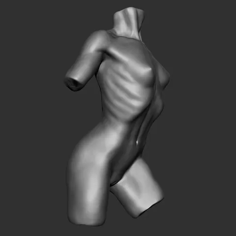 Female Torso Anatomy Study - Blender 3d models
