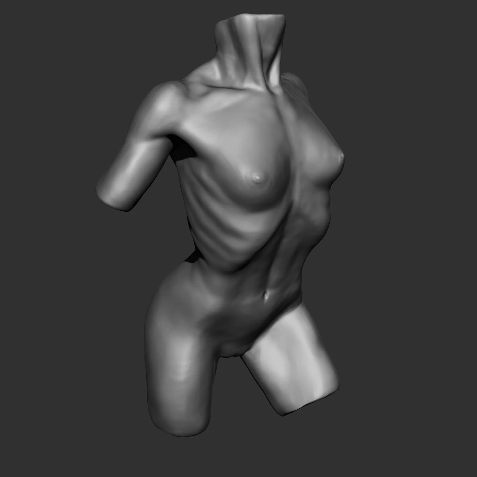 Female Torso Anatomy Study screenshot 2