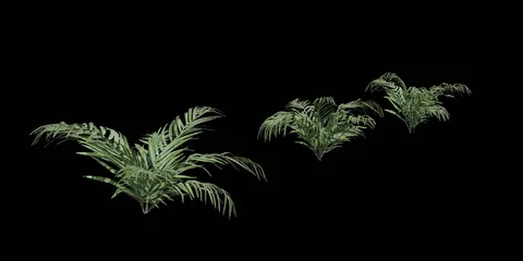 Fern 3D Models - Blender 3d models