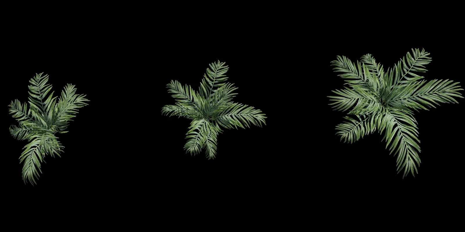 Fern 3D Models screenshot 2