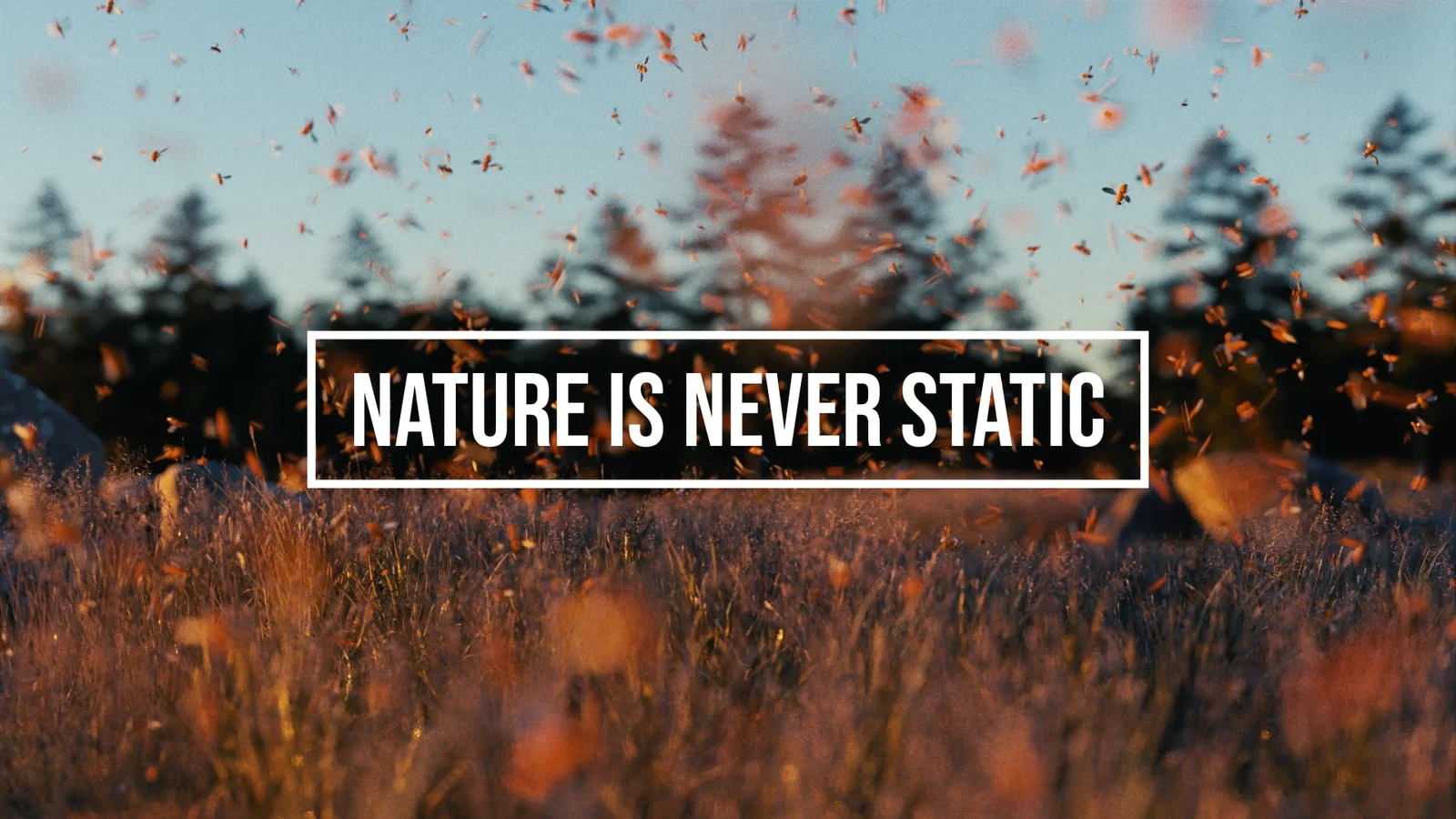 Fly Swarm screenshot 3