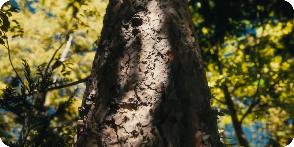 Forest Generator screenshot 2