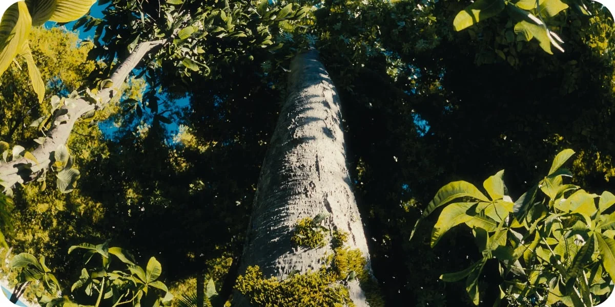 Forest Generator screenshot 4