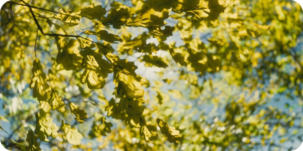 Forest Generator screenshot 8