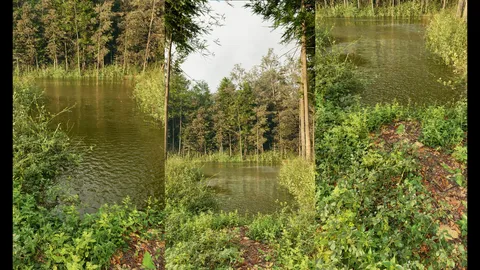 Forest Pond Tutorial - Blender tutorials & courses