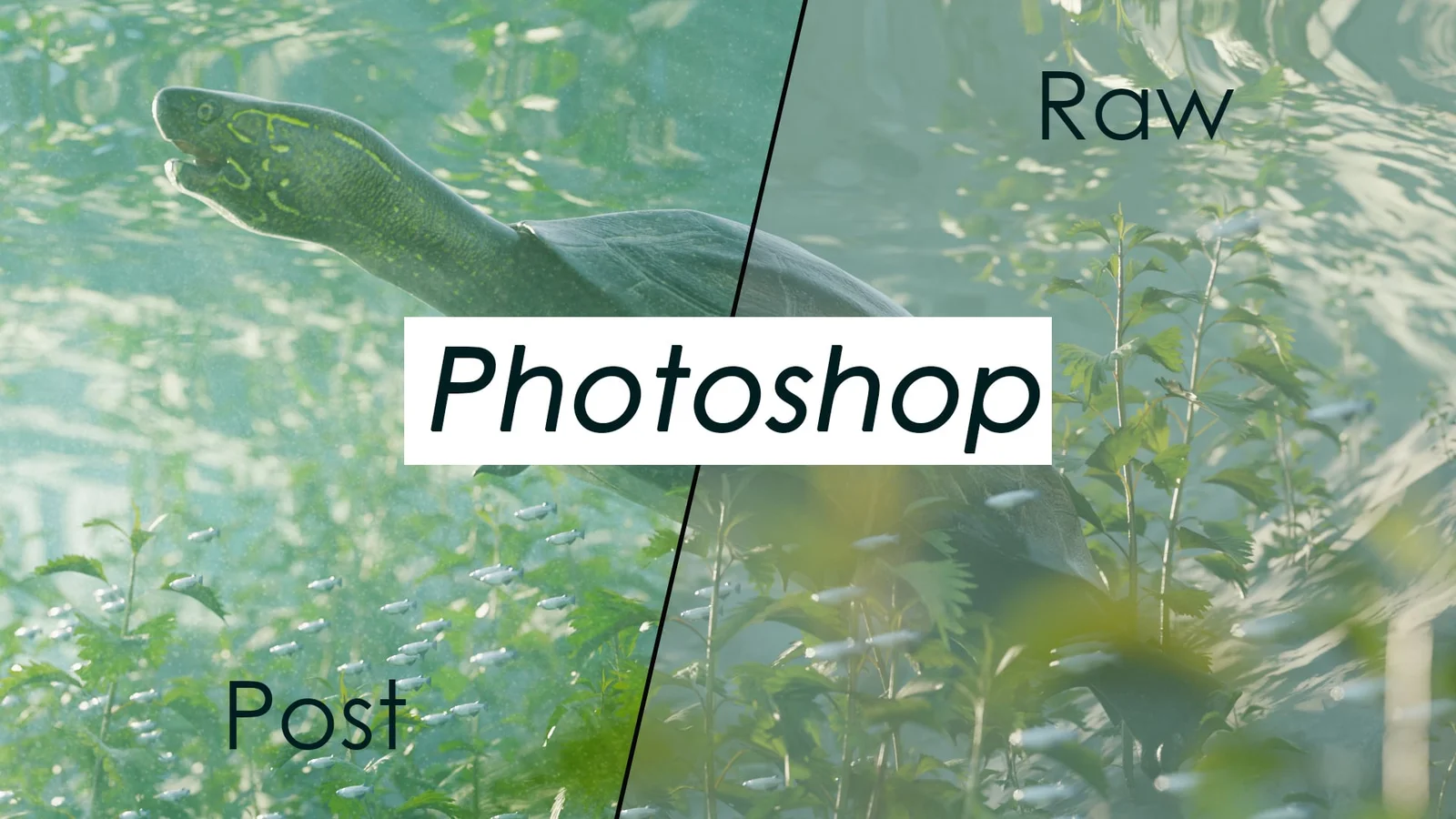 Pond Scene screenshot 2