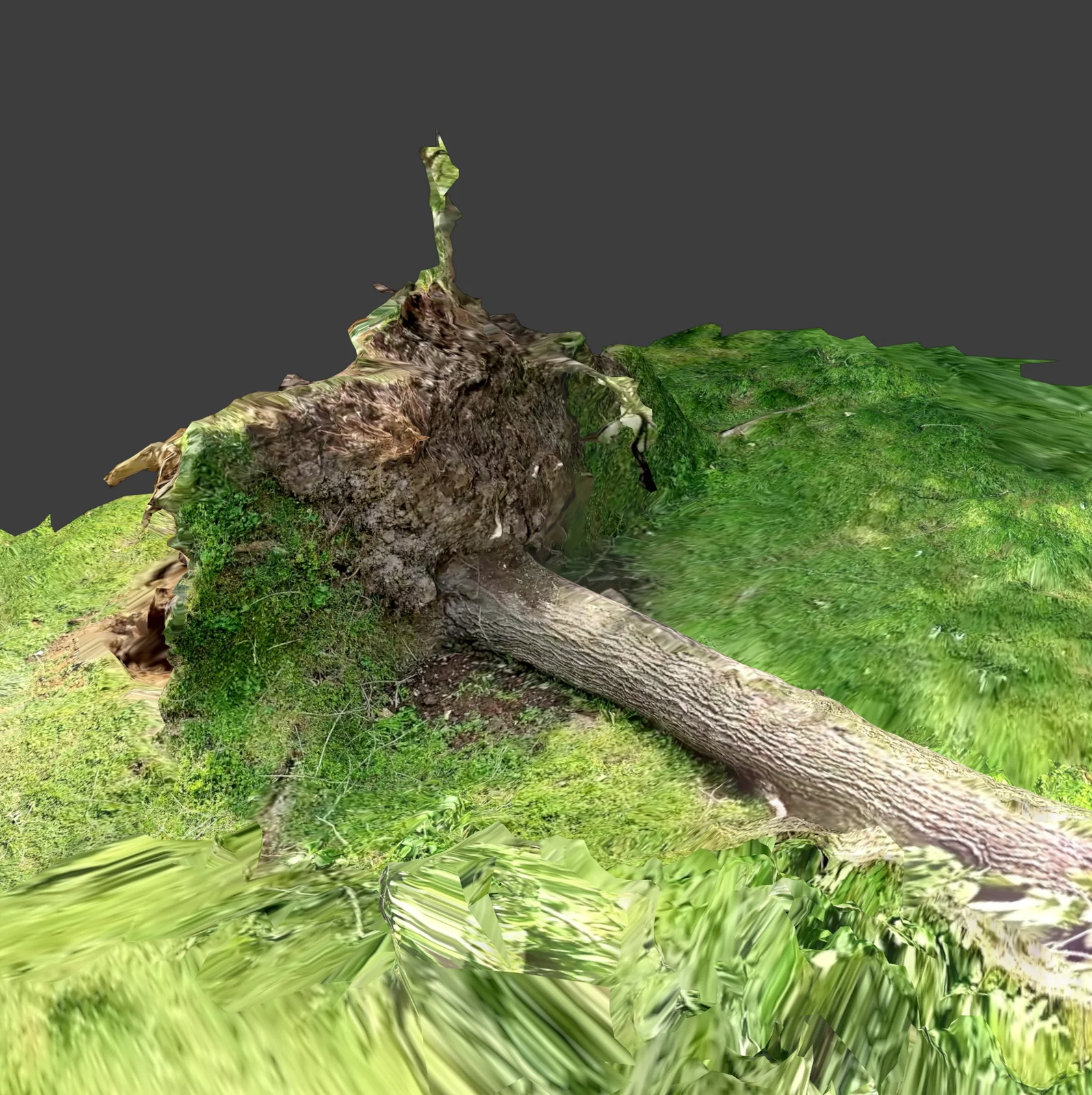 Fallen Tree Photoscan screenshot 2