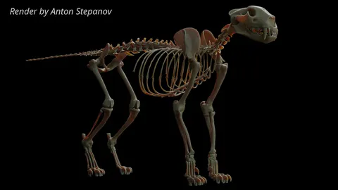 Leopard Skeleton & References - Blender 3d models