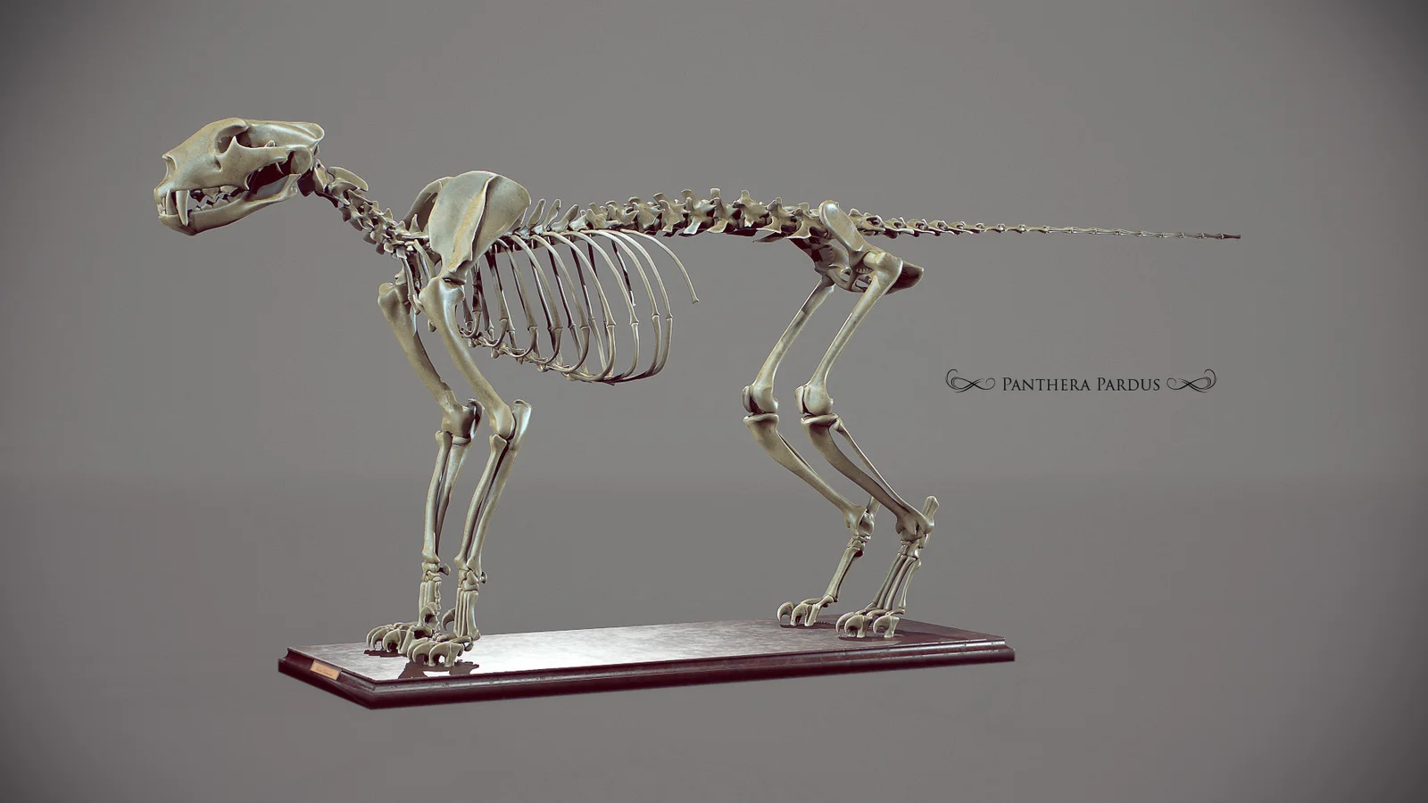 Leopard Skeleton & References screenshot 2
