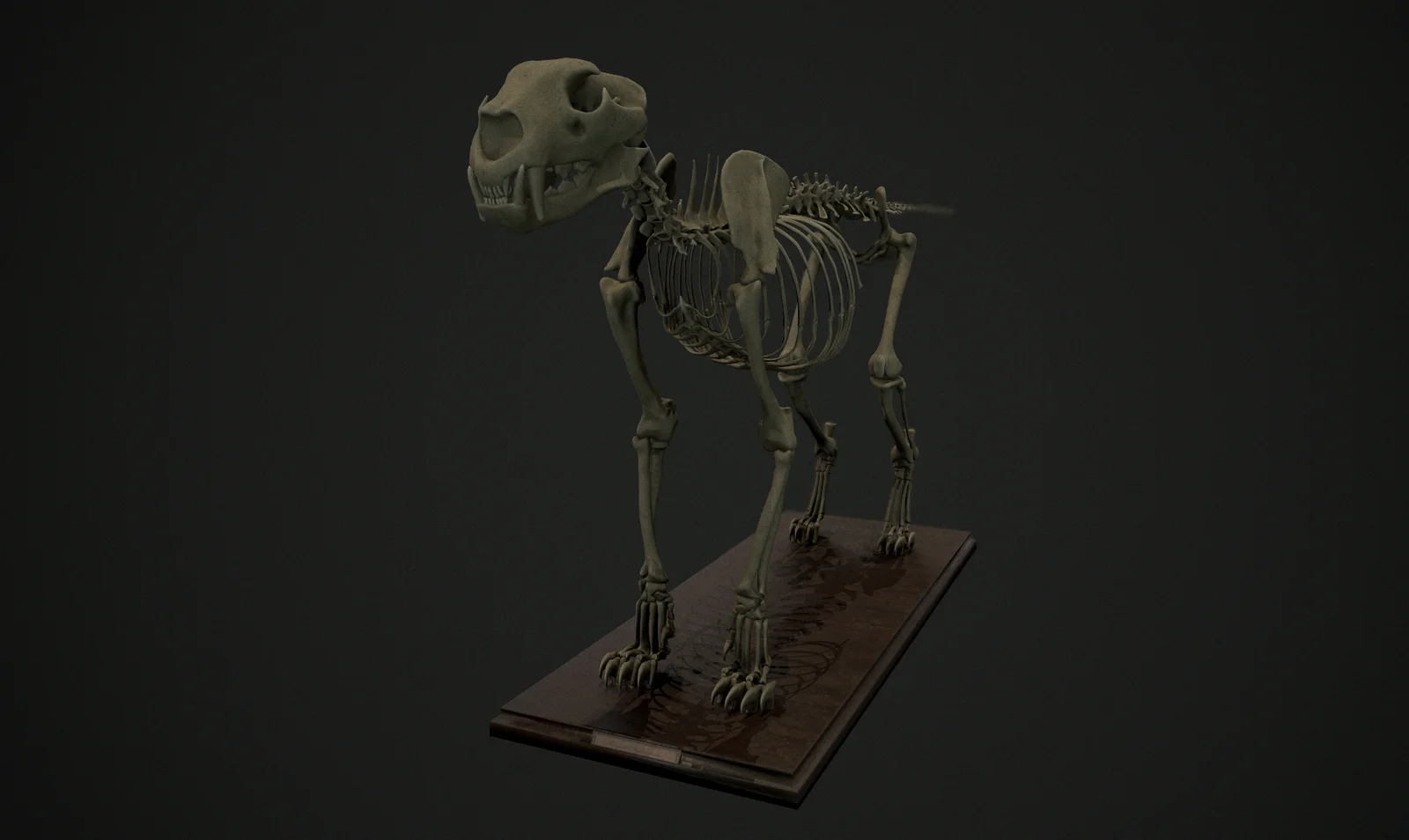 Leopard Skeleton & References screenshot 3